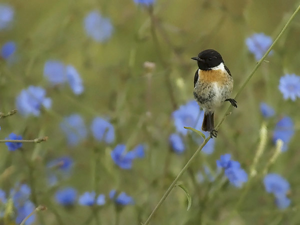 Mustapäätasku, European Stonechat, Saxicola rubicola